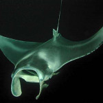 tr_manta_ho1