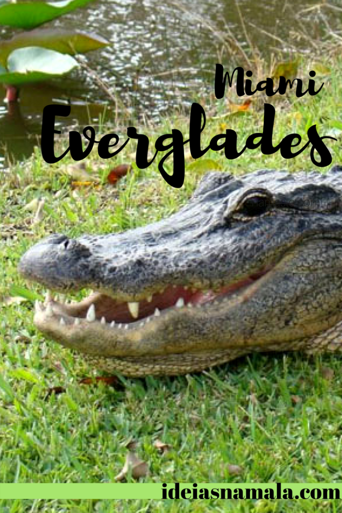 Everglades jacaré