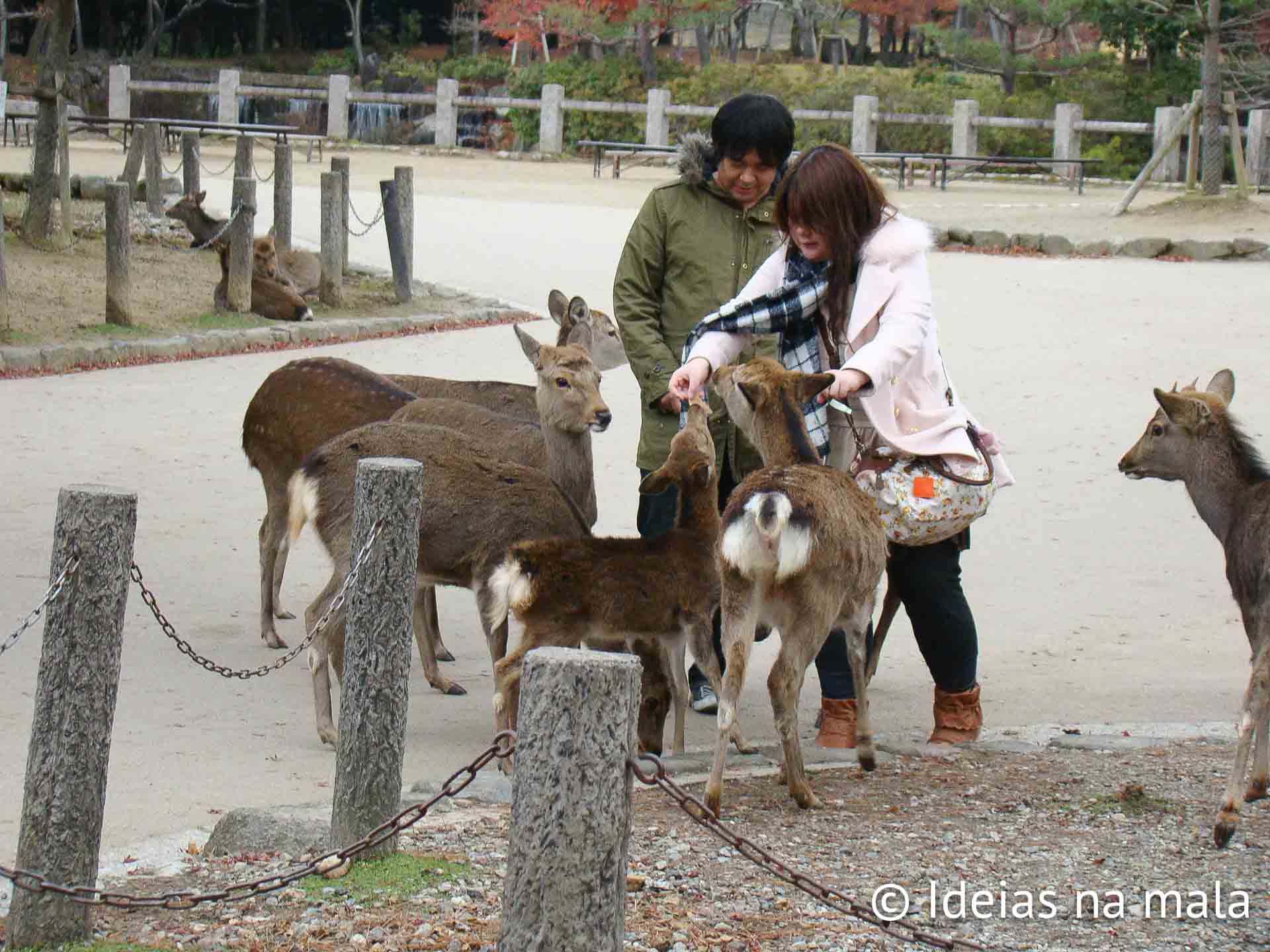 Alimentando cervos no Nara Park