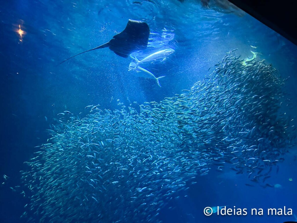 Alimentação dos peixes no Aquário de Monterey