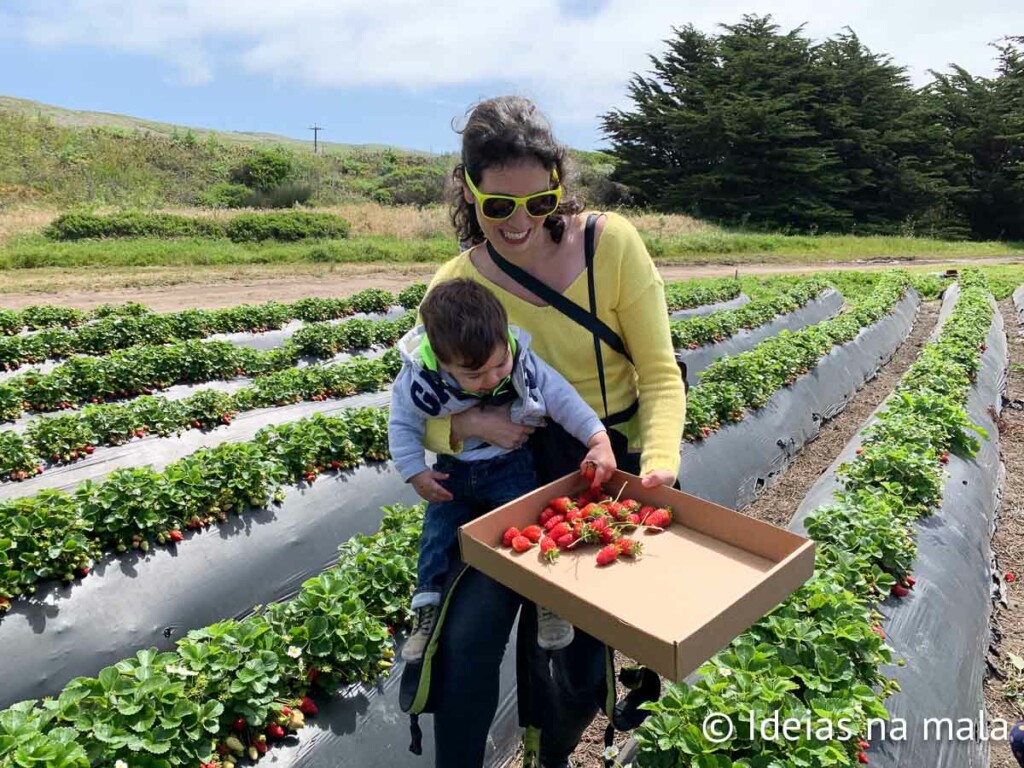 Colheita de morangos na Swanton Berry Farm