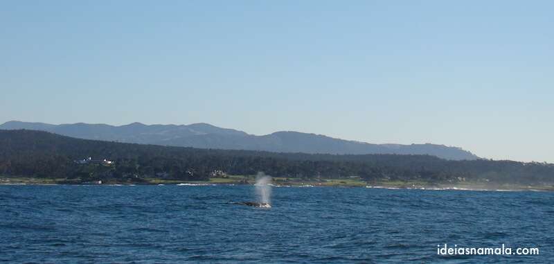 Baleia em Monterey 