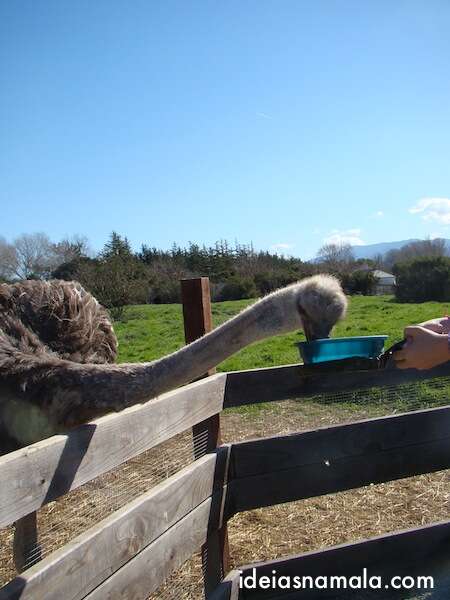 Alimentando avestruzes em Solvang