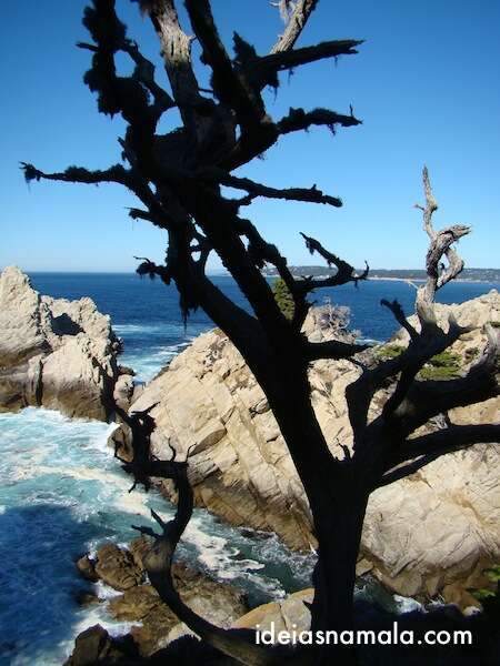 Point Lobos - Carmel