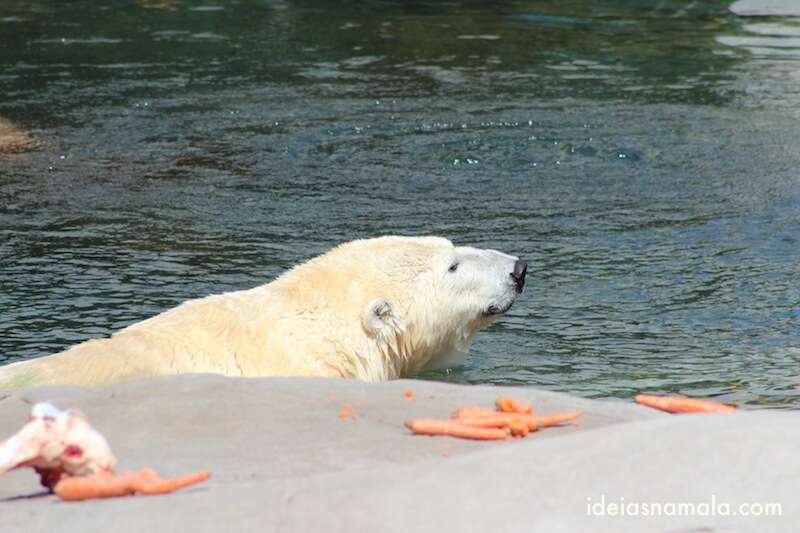 Urso Polar no Zoo de San Diego