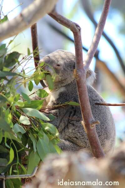 Koala - Zoológico de San Diego