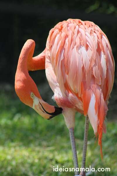 Flamingos - Zoológico de San Diego