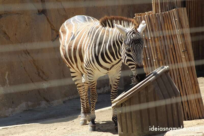 Zebra - Zoológico de San Diego