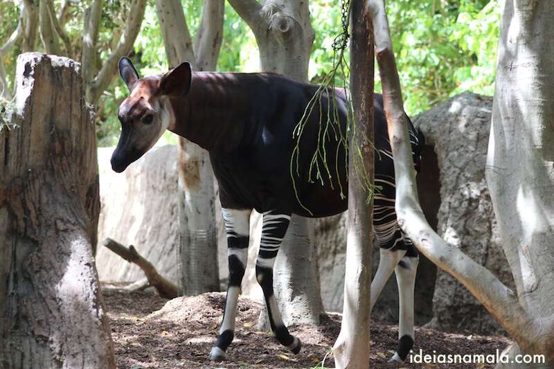Okapi - zoo de San Diego