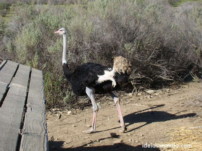 avestruz desiste de almoço: "Eita almoço difícil"