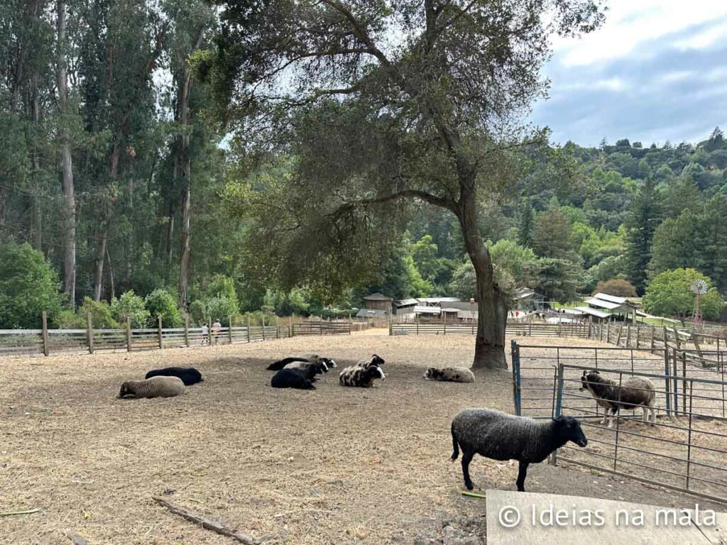 O que fazer me Berkeley: fazendinha do Tilden Park