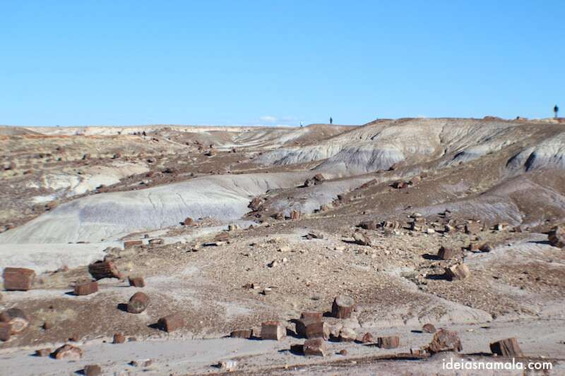 Crystal Forest - Petrified Forest National Park