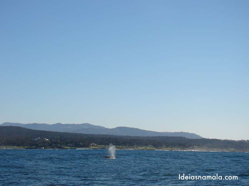 Passeio para ver baleias em Monterey