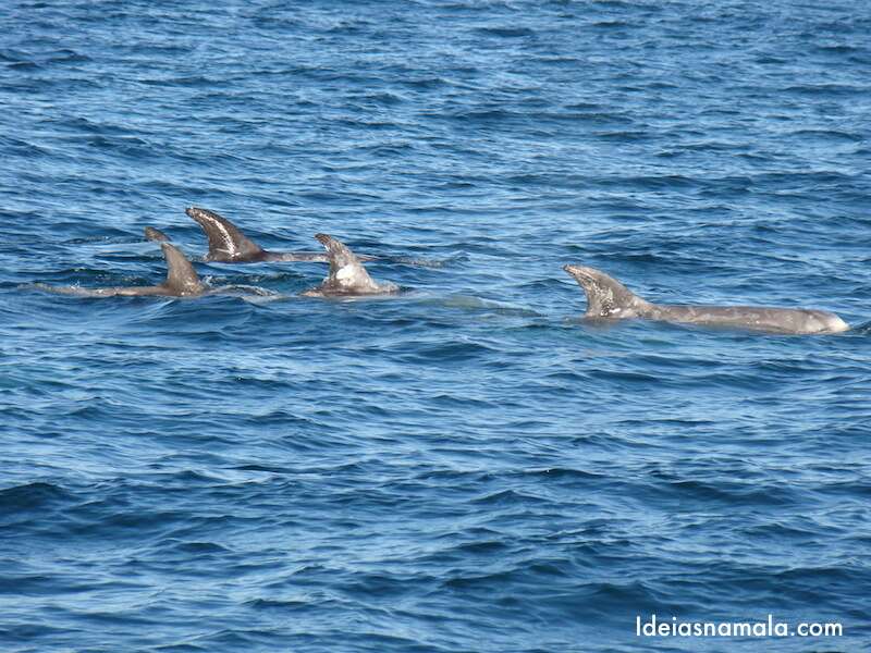 Golfinhos em Monterey