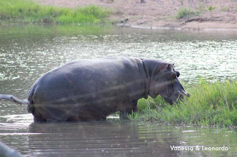 Kruger: Hipopótamo fora do lago