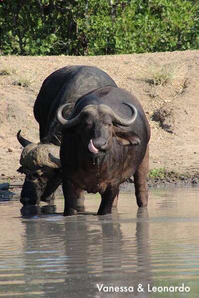 Bufalo no Safari