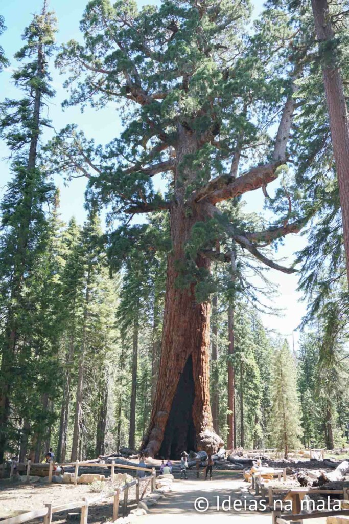 Grizzly Giant no Mariposa Grove