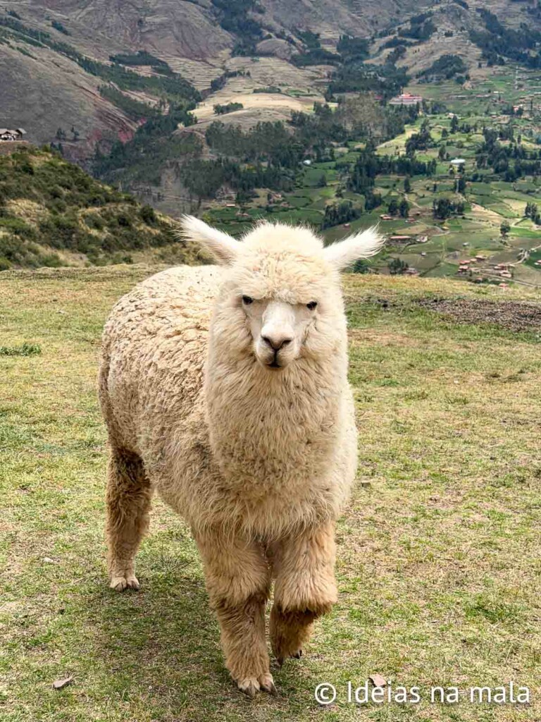 Llama em Pissac no Peru