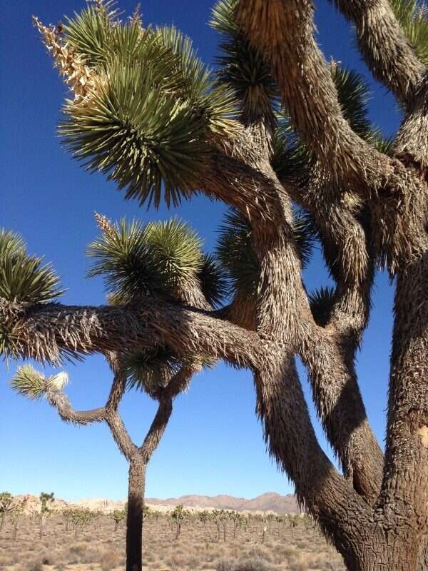 Joshua Tree National Park