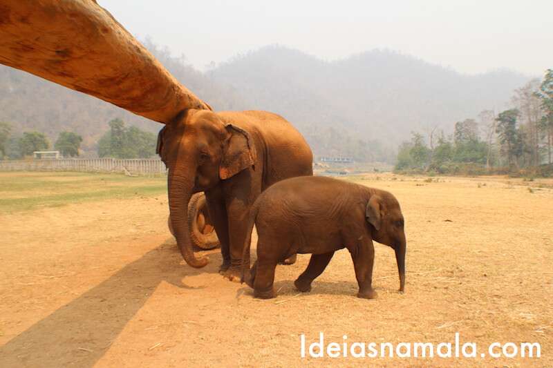 Mamãe e filhote -Elephant Nature Park