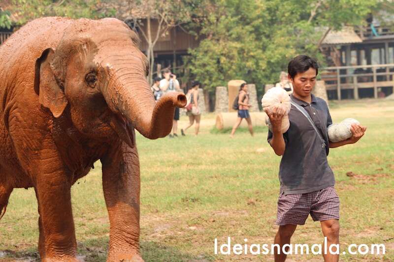 Elephant Nature Park - Chiang Mai