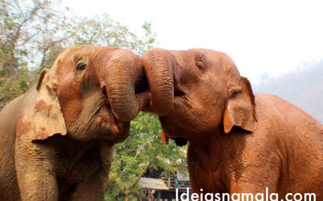 Elephant Nature Park - Tailândia