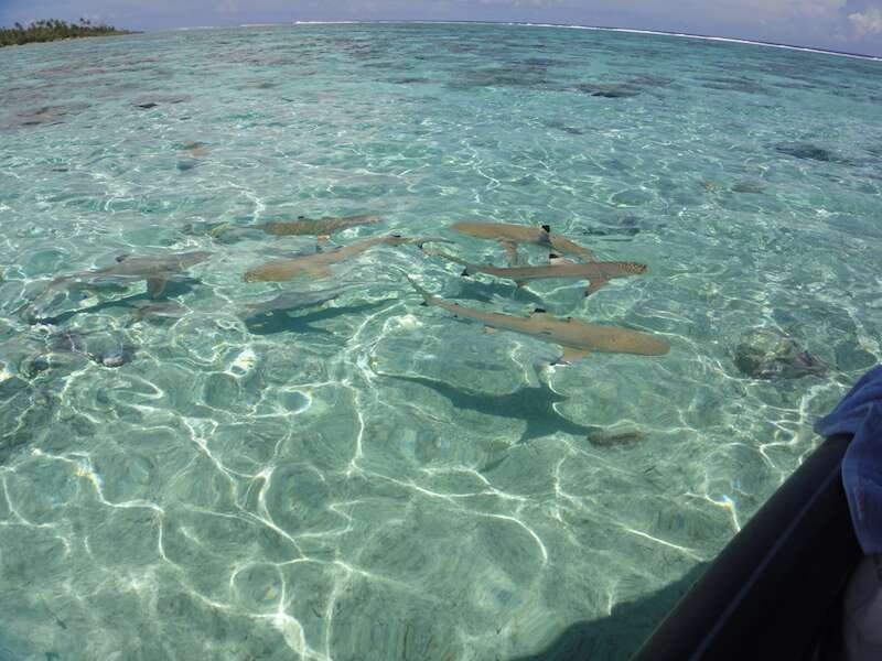 Tahiti: alimentando tubarões