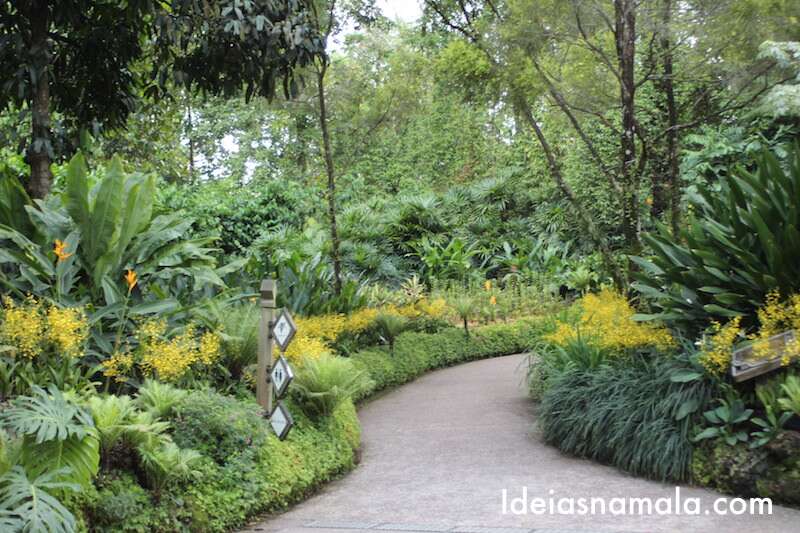 Caminho de chuva de ouro no jardim botânico de Cingapura