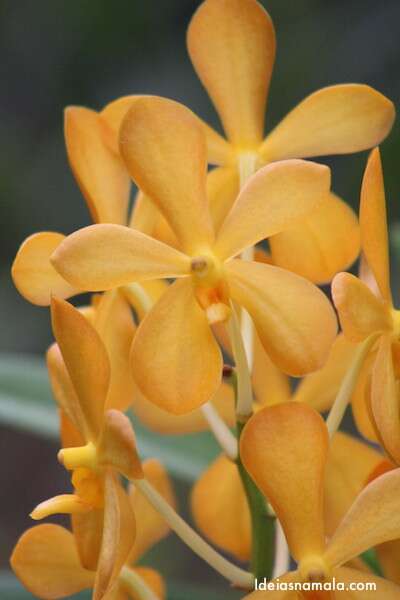 Orquídea amarelada - Jardim Botânico de Cingapura