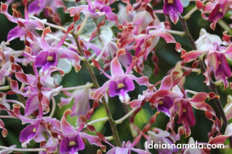 Orquídea rosa - Jardim Botânico de Singapura