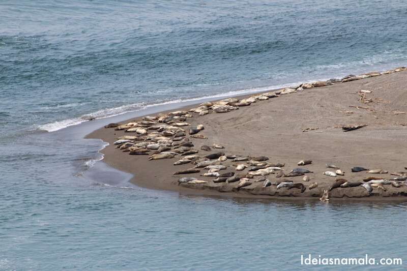 Leões marinhos em Jenner