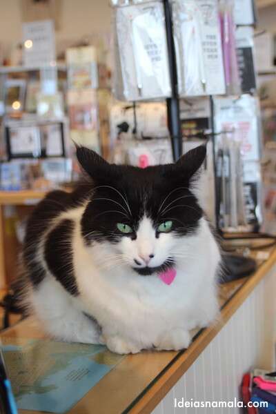 Gato mascote da livraria de Mendocino