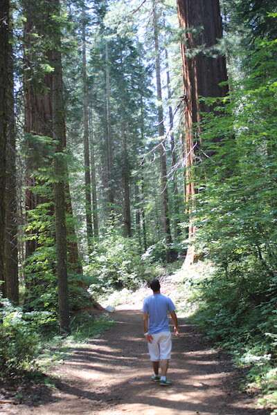 Sequoia Gigante - Merced Grove no Yosemite Park