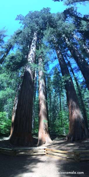 Sequoia gigante -Yosemite