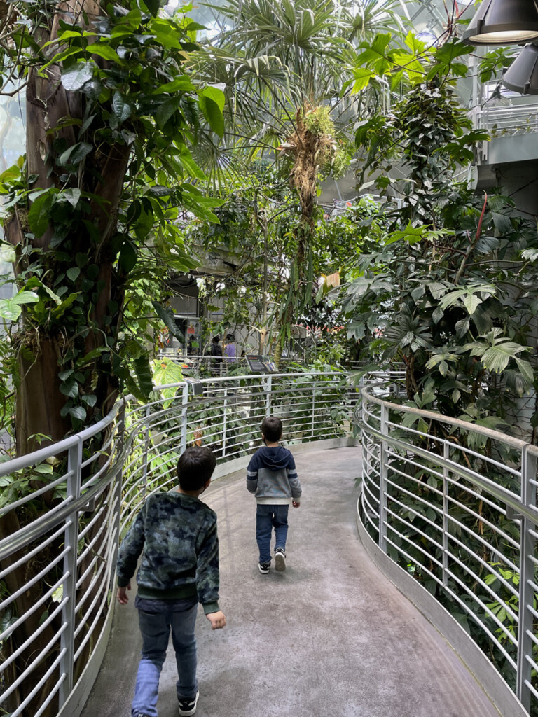 Rain Forest, uma das atrações do Cal Academy of Science