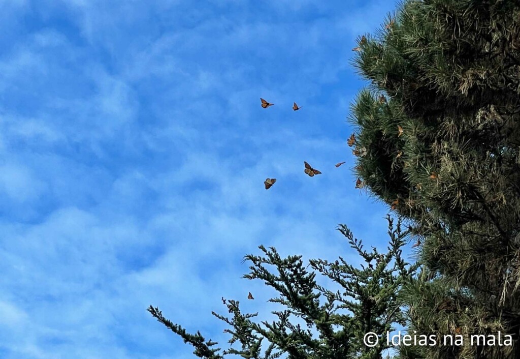 Borboletas Monarca em Pacific Grove