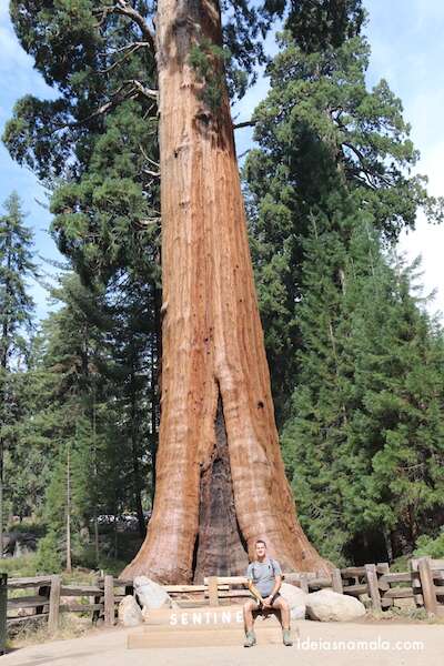 Sequoias National Park 
