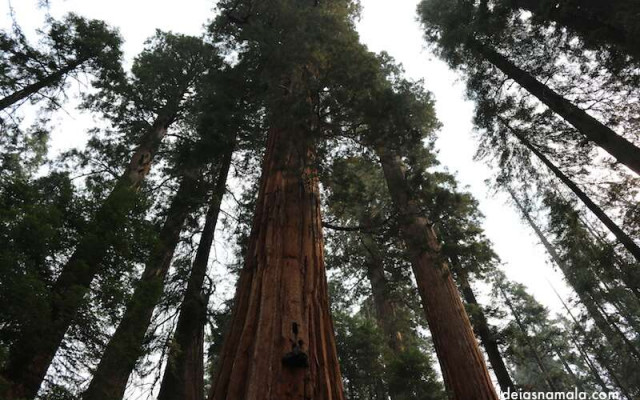 Sequoias National Park