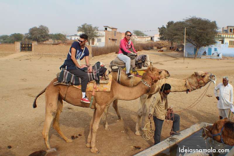 Safari de camelos na Índia