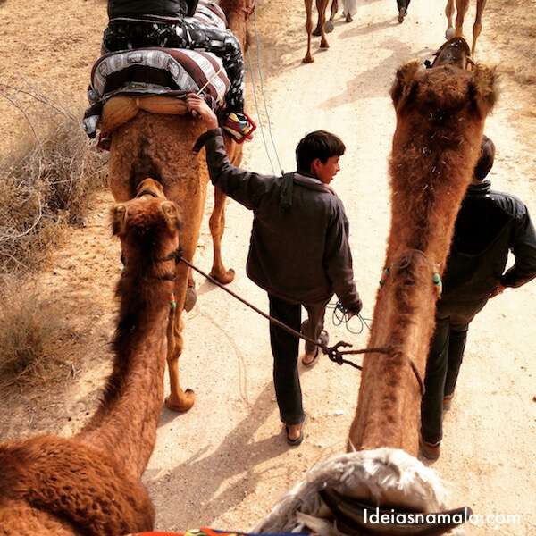 Safari de camelos em Bikaner