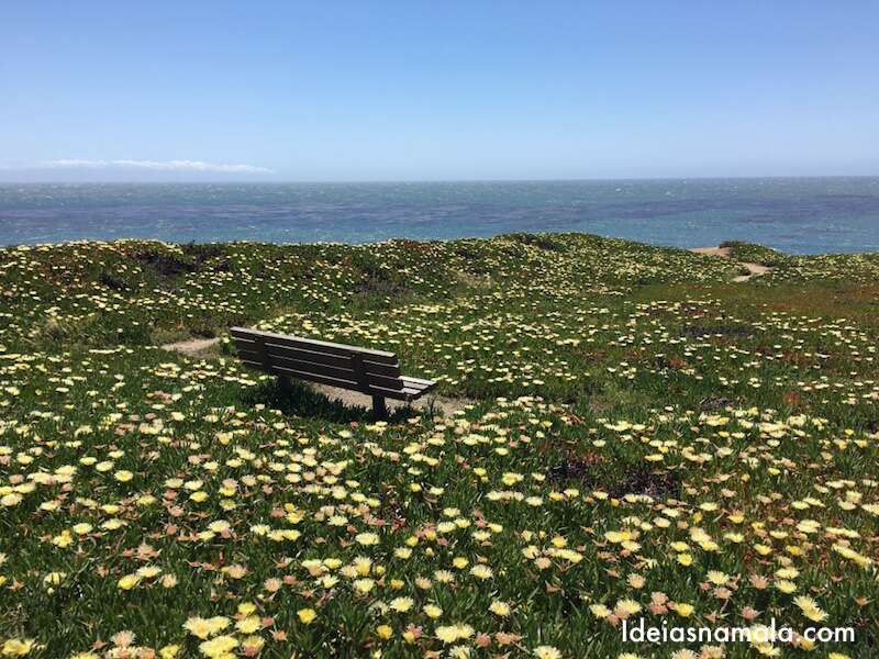 Santa Cruz durante a primavera: um tapete de flores