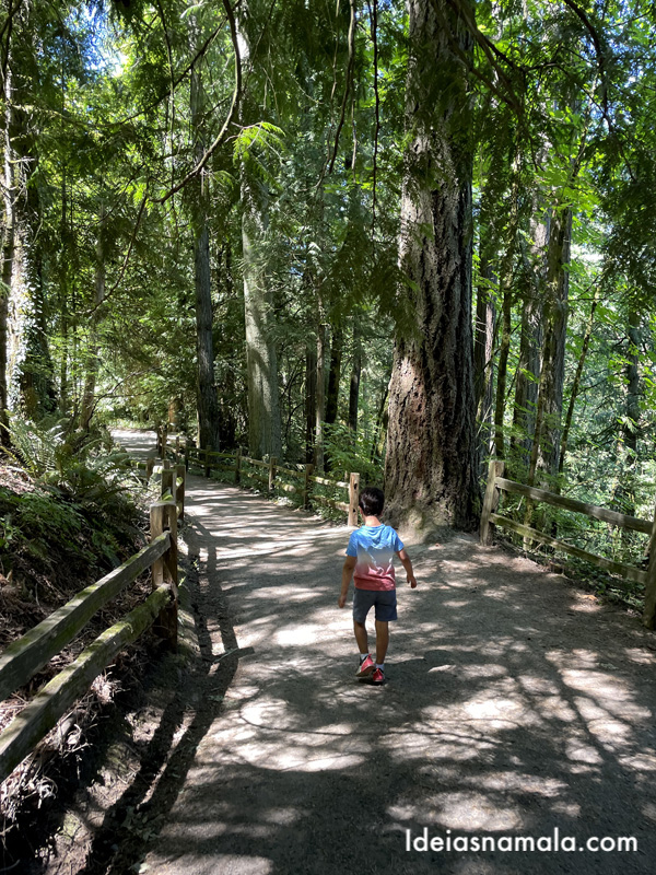 Dica de passeio em Portland no Oregon: Wildwood Trail no Forest Park é maravilhoso.
