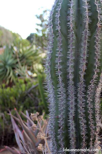 Cactus no Desert Garden: passeio legal para quem curte plantas