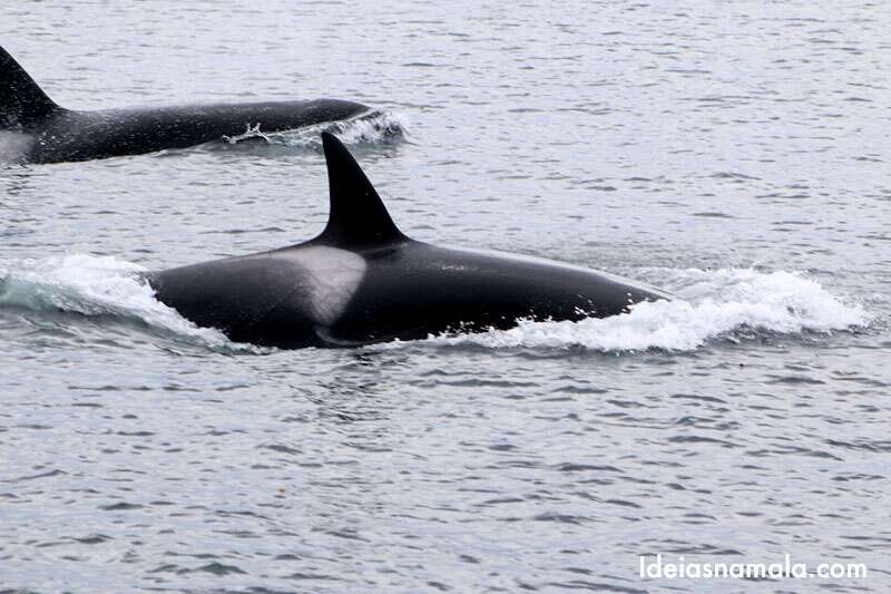 Orcas na Costa do Canadá