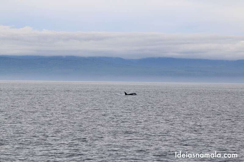 Tour para ver baleias no Canadá 