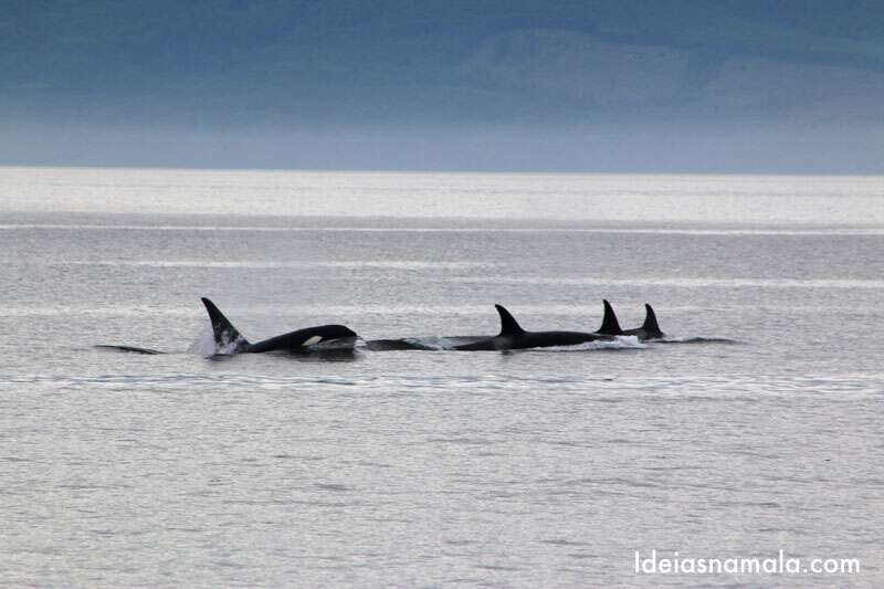 Tour para observação de orcas e baleias