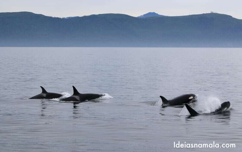 Tour para observação de orcas e baleias