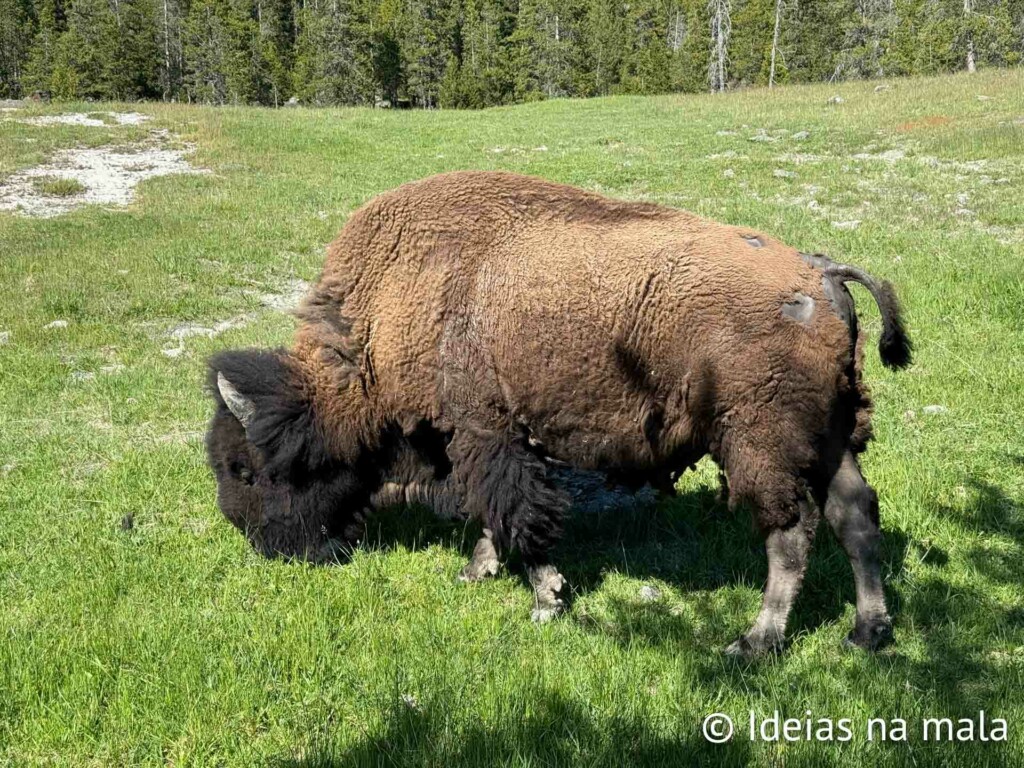 Bisão no Yellowstone National Park
