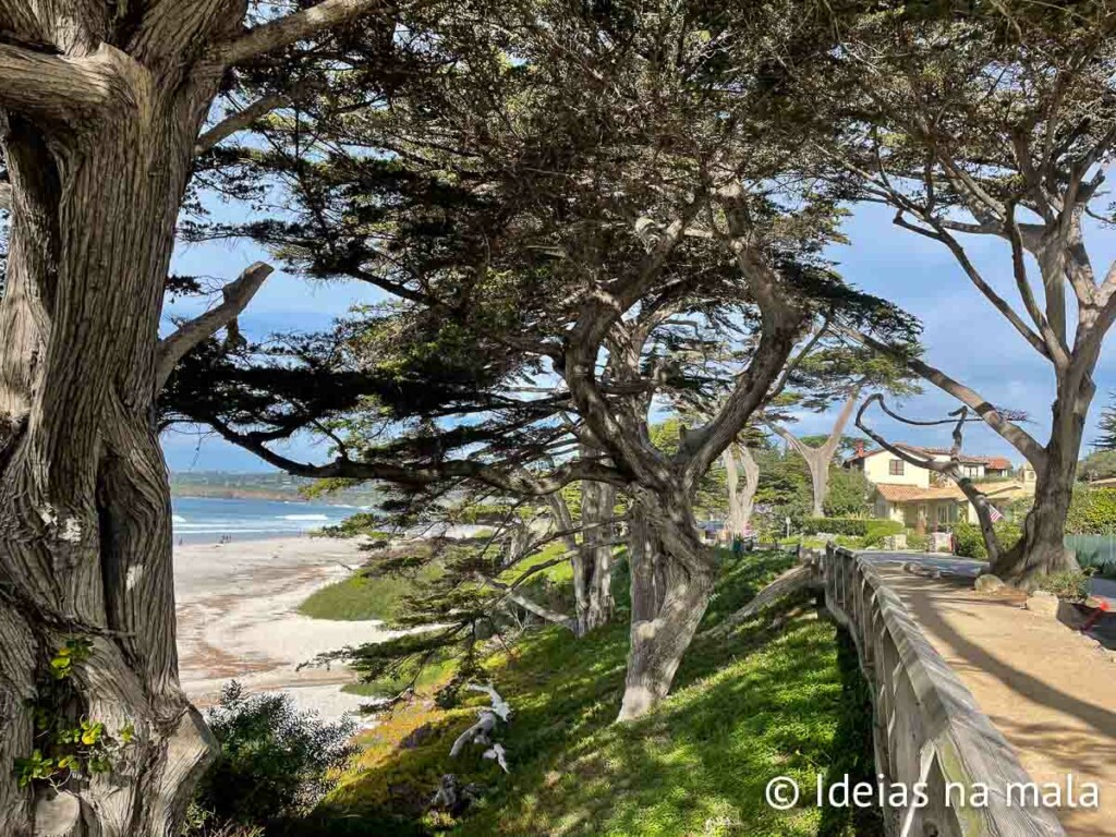 Ciprestes na beira da Carmel Beach