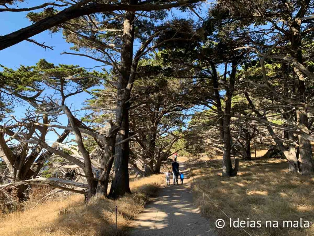Uma das trilhas do Point Lobos em Carmel